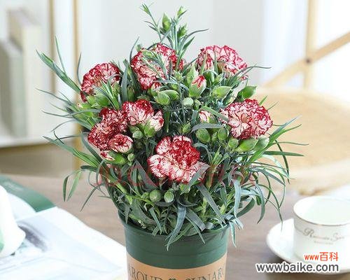 从生长环境到养护细节，全面解析康乃馨花的养殖技巧 康乃馨花的家庭养法