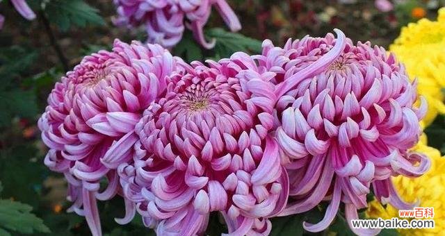 菊花，轻松养护，快乐观赏 如何让菊花又矮又壮——菊花养护技巧