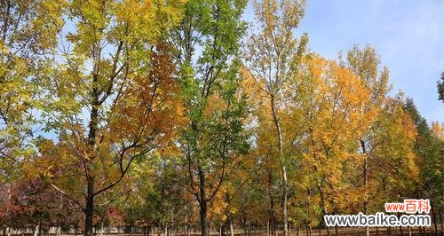 植物病理学家告诉你答案! 为什么节白蜡叶子会发黄?