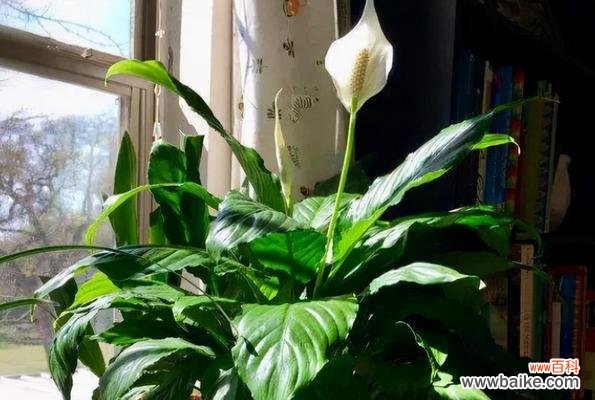 了解白掌的生长环境和需水量，科学浇水让白掌健康成长 白掌养护指南