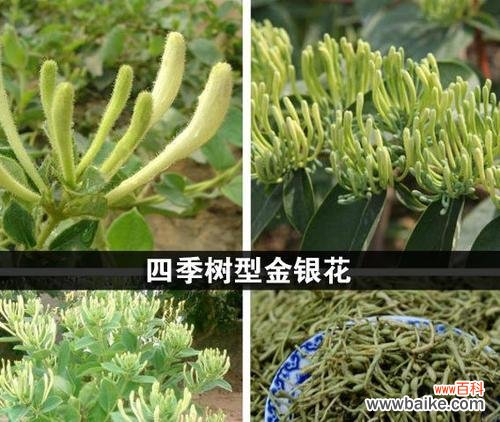 掌握这些技巧,不再担心金银花的养护难题 选购金银花品种,如何选择好养的?