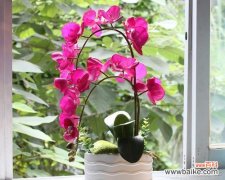 从选购到日常细节，打造完美蝴蝶兰花园 蝴蝶兰的养护与管理