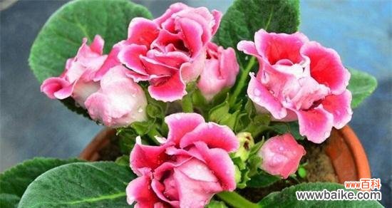 芙蓉花的养殖技巧和注意事项 如何养护美丽的芙蓉花？