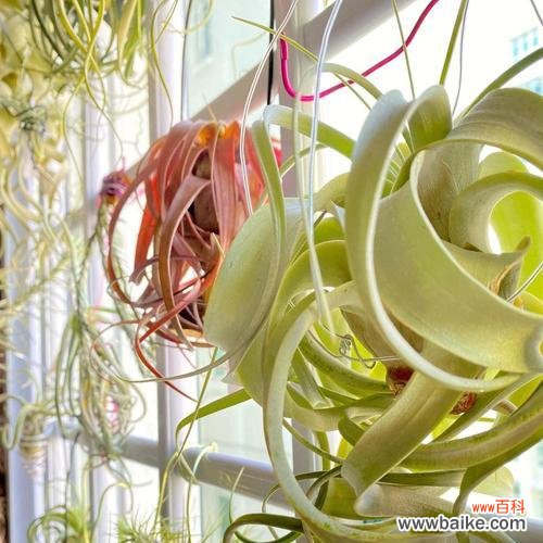 怎样才能让空气凤梨快速成长? 空气凤梨的养殖技巧