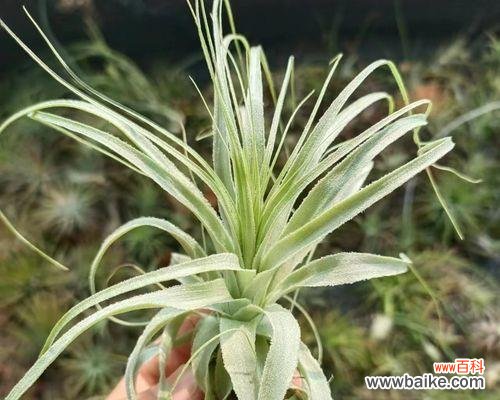 怎样才能让空气凤梨快速成长? 空气凤梨的养殖技巧