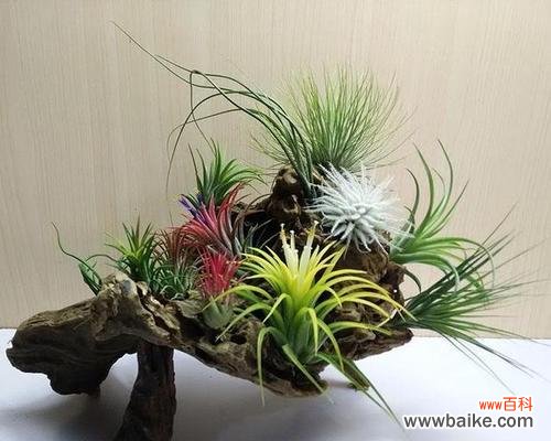 怎样才能让空气凤梨快速成长? 空气凤梨的养殖技巧