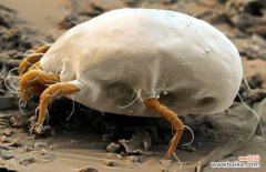 跳蚤生长过程 跳蚤是怎么产生的？