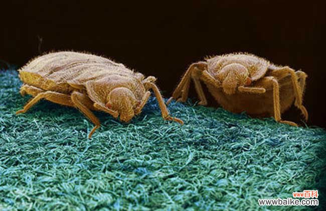 怎么判断被臭虫咬了 臭虫咬的症状有哪些?