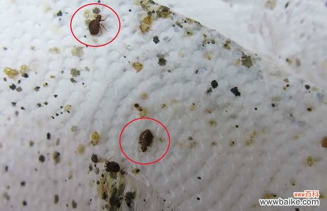 怎么判断被臭虫咬了 臭虫咬的症状有哪些?