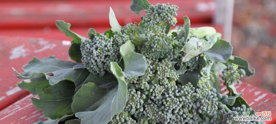 西兰花的美丽启示及象征的力量 西兰花的花语与寓意