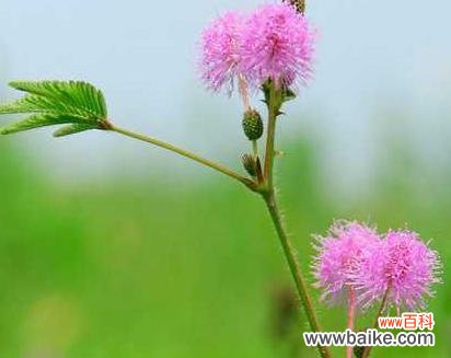 让花开成文字 夏之花语——盛夏花朵散发的美丽与寓意