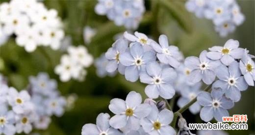 探寻以勿忘我花语的深刻含义 忘我花