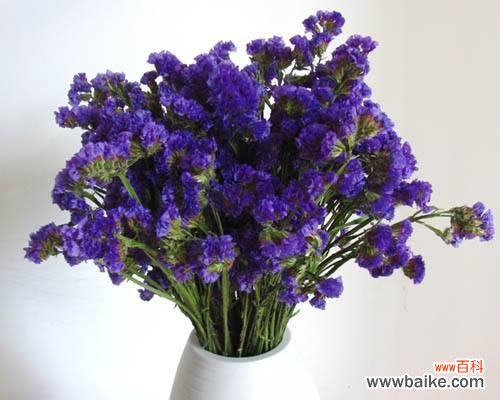 探寻以勿忘我花语的深刻含义 忘我花