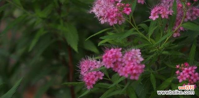 透露爱意的神秘符号 以夕雾花的花语