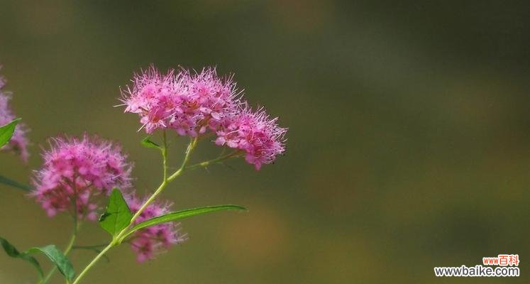 透露爱意的神秘符号 以夕雾花的花语