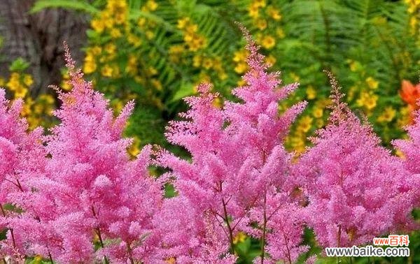 透露爱意的神秘符号 以夕雾花的花语