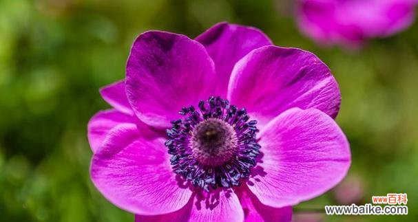 盛夏花海 夏日花香,美丽绽放