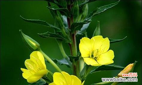 传递生命力量的花朵 夏腊梅的花语-寄托希望与坚毅