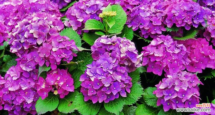 夏天的色彩 夏日花海——夏天代表植物的盛放与绽放