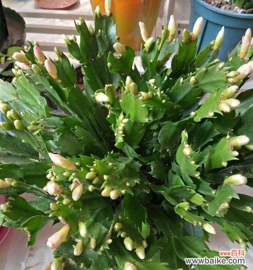 夏天的色彩 夏日花海——夏天代表植物的盛放与绽放