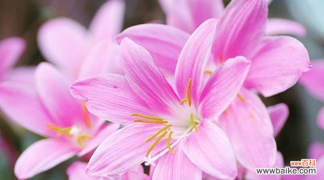 夏天的色彩 夏日花海——夏天代表植物的盛放与绽放