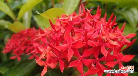 解读仙丹花的花语含义与传说 仙丹花的神奇之谜