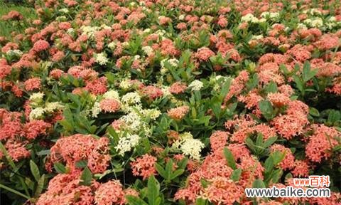 解读仙丹花的花语含义与传说 仙丹花的神奇之谜