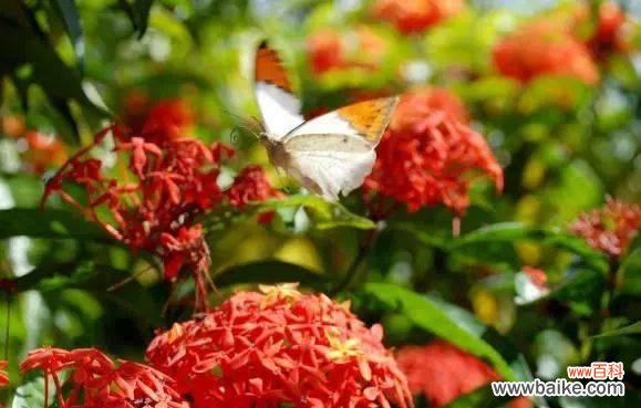 解读仙丹花的花语含义与传说 仙丹花的神奇之谜