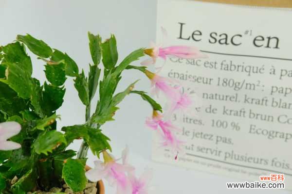 蟹爪兰叶子蔫了怎么办