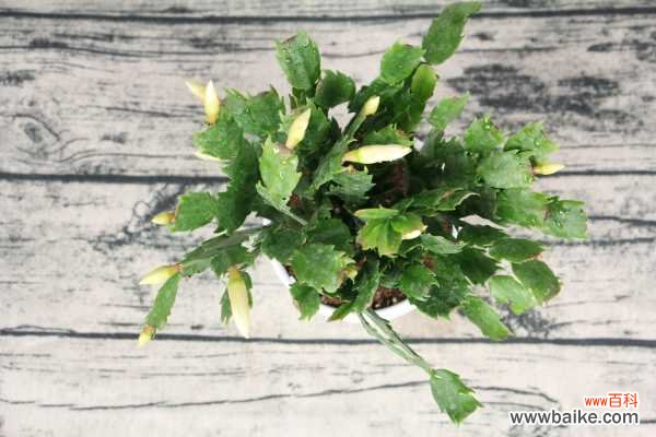 蟹爪兰叶子蔫了怎么办