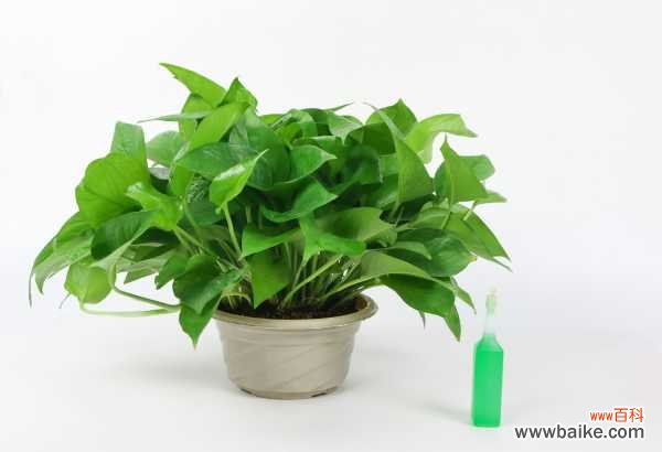 为什么绿萝叶子上长斑