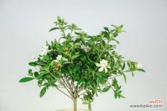 为什么栀子花叶子蔫了