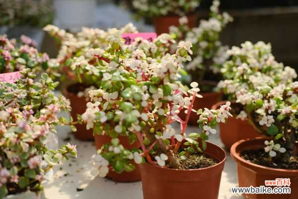 为什么雅乐之舞长的慢,生长季是什么