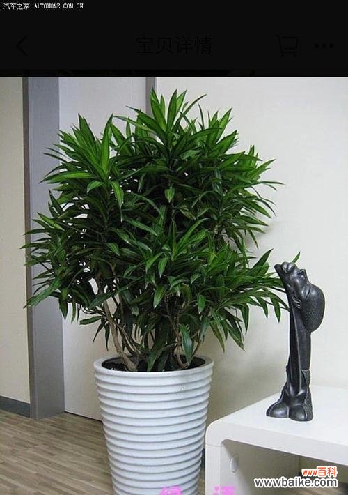 百合竹寓意是什么？如何摆放以增强风水效果？