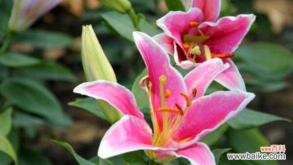 百合花语代表什么意思？如何正确解读百合的花语含义？