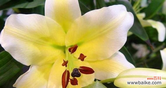 百合花语代表什么意思？如何正确解读百合的花语含义？