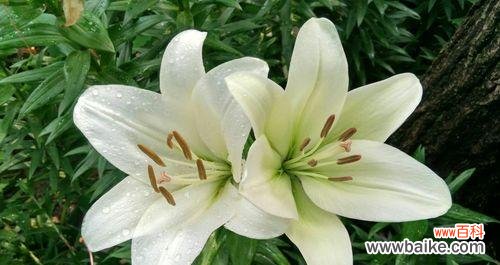 百合象征着什么意义？了解百合花的深层含义和象征意义是什么？