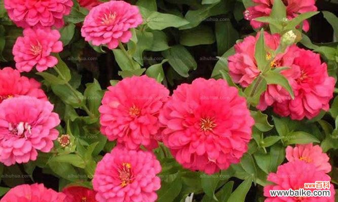 百日草花代表什么意思?百日草花语有哪些含义?