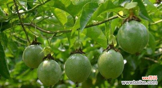 百香果象征意义是什么?百香果的寓意有哪些?