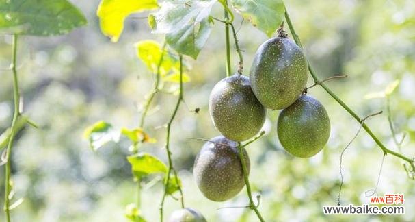 百香果象征意义是什么?百香果的寓意有哪些?