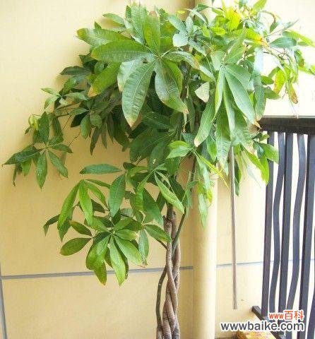 板栗树在风水中有什么作用？它的寓意是什么？