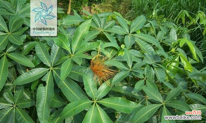 板栗树在风水中有什么作用？它的寓意是什么？