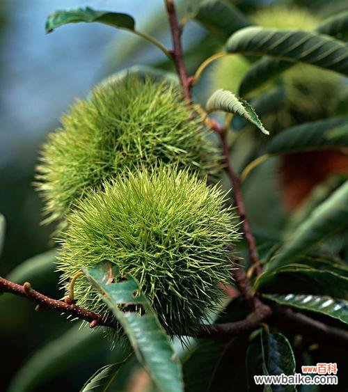 板栗树在风水中有什么作用？它的寓意是什么？