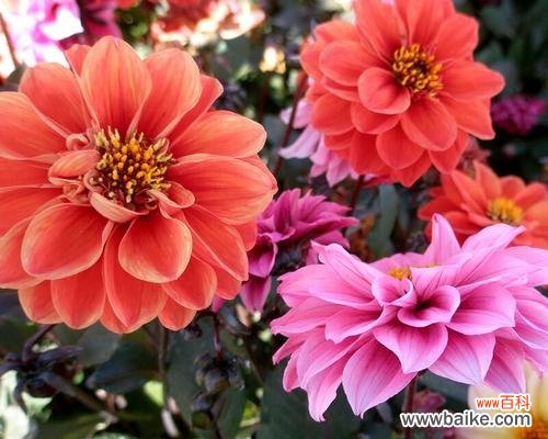 包头市花小丽花象征什么？小丽花寓意有哪些？