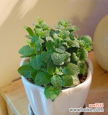 薄荷叶的花语寓意是什么？薄荷叶象征着什么含义？