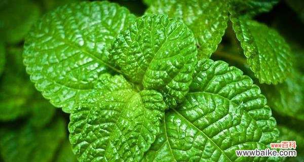 薄荷叶的花语寓意是什么？薄荷叶象征着什么含义？
