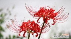 彼岸花的象征意义是什么？它的寓意有哪些？