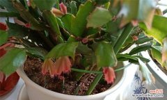 揭开蟹爪兰“打焉”之谜，了解其成长规律 探究蟹爪兰“打焉”现象的原因