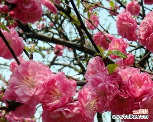 探秘榆叶梅的生态特征与种植技巧 榆叶梅,又一种神秘的乔木