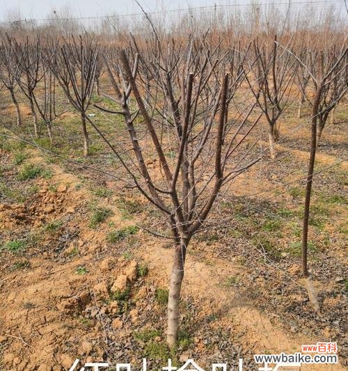 探秘榆叶梅的生态特征与种植技巧 榆叶梅,又一种神秘的乔木